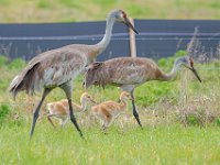 A1B9101c  Sandhill Crane (Grus canadensis) - adults with 2.5 week-old chicks